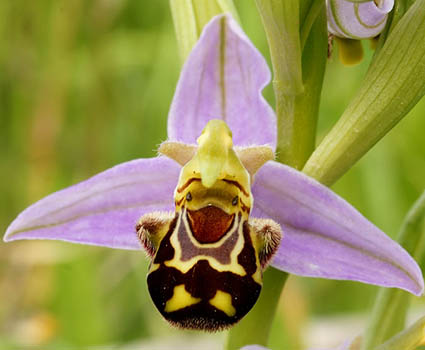 From Monkey Face Orchid To Naked Man The 12 Weirdest Phalaenopsis Orchid Types Hellawella